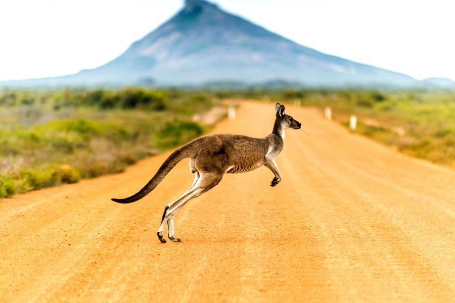 Australia and New Zealand have exciting wildlife and Destinations Travel Agency will help you find the best ways to experience them.